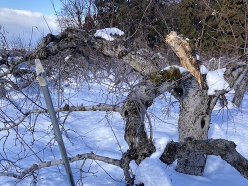 （青森）雪の被害で折れてしまったりんごの木の画像